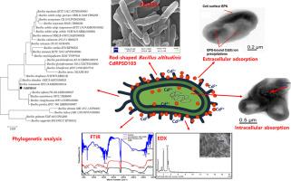 Biosorption performance and mechanism insights of live and dead biomass of halophilic Bacillus altitudinis strain CdRPSD103 for removal of Cd(II) from aqueous solution