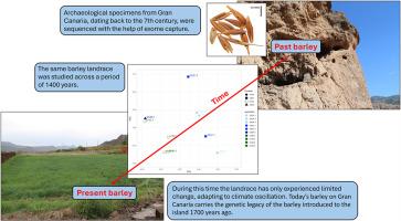 Utilising ancient DNA to understand crop population dynamics across a millennium: A case study of archaeological barley (Hordeum vulgare L.) from Gran Canaria, Spain