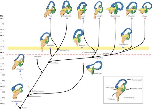 Paleoneurology of stem palaeognaths clarifies the plesiomorphic condition of the crown bird central nervous system