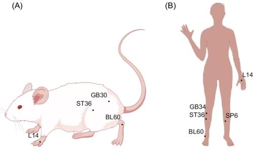 Mechanism and application of acupuncture and electro-acupuncture associated with cancer therapy