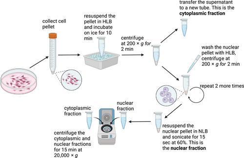 Biochemical Separation of Cytoplasmic and Nuclear Fraction for Downstream Molecular Analysis