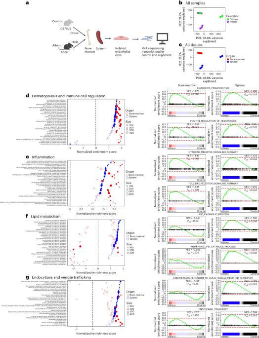 Hyperlipidemia-induced hematopoiesis is repressed by MLKL in endothelial cells of the splenic niche