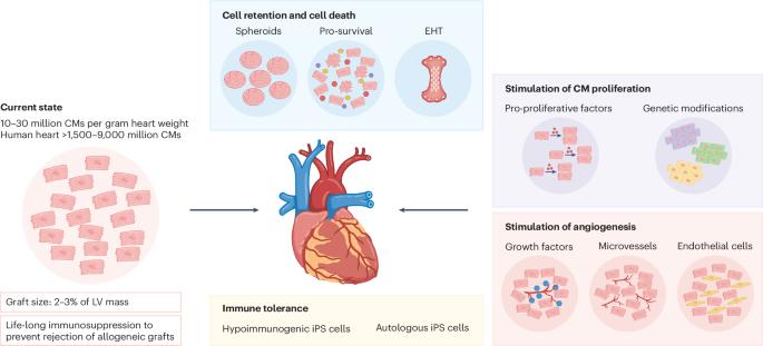 Challenges and perspectives of heart repair with pluripotent stem cell-derived cardiomyocytes