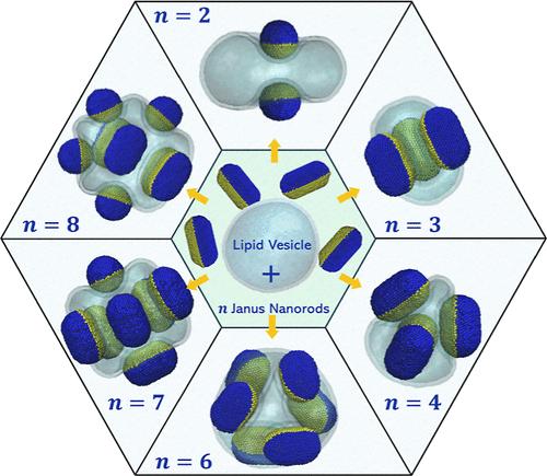 Highly Ordered Nanoassemblies of Janus Spherocylindrical Nanoparticles Adhering to Lipid Vesicles
