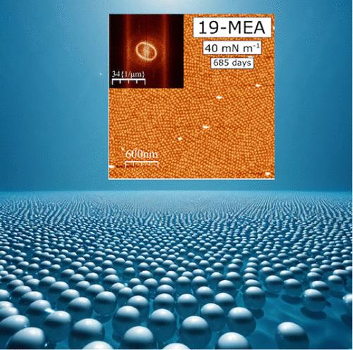 Unveiling Texture and Topography of Fatty Acid Langmuir Films: Domain Stability and Isotherm Analysis