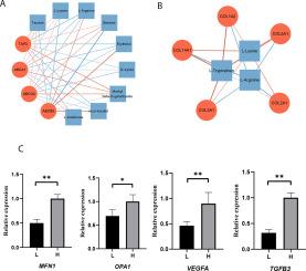 A conjoint analysis of renal structure and omics characteristics reveal new insight to yak high-altitude hypoxia adaptation