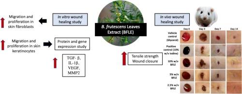 Baeckea frutescens L. Promotes wound healing by upregulating expression of TGF-β, IL-1 β, VEGF and MMP-2