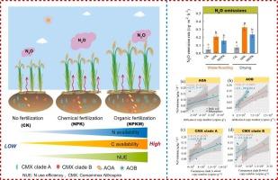 The cooperative interaction of AOB and comammox clade A drives nitrification and N2O emissions in a long-term organic fertilized paddy soil