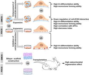 Gel microspheres enhance the stemness of ADSCs by regulating cell-ECM interaction