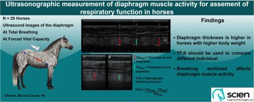 Ultrasonographic measurement of diaphragm muscle activity for assessment of respiratory function in horses