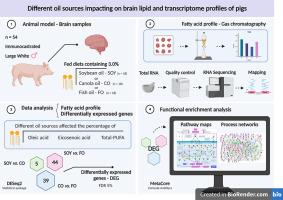 Different oil sources impacting brain lipid and transcriptome profiles of pigs