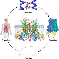 Insights into the function and regulation of the calcium-activated chloride channel TMEM16A