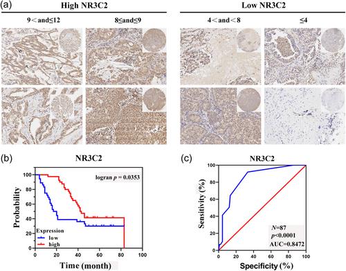 Identification of NR3C2 as a functional diagnostic and prognostic biomarker and potential therapeutic target in non-small cell lung cancer