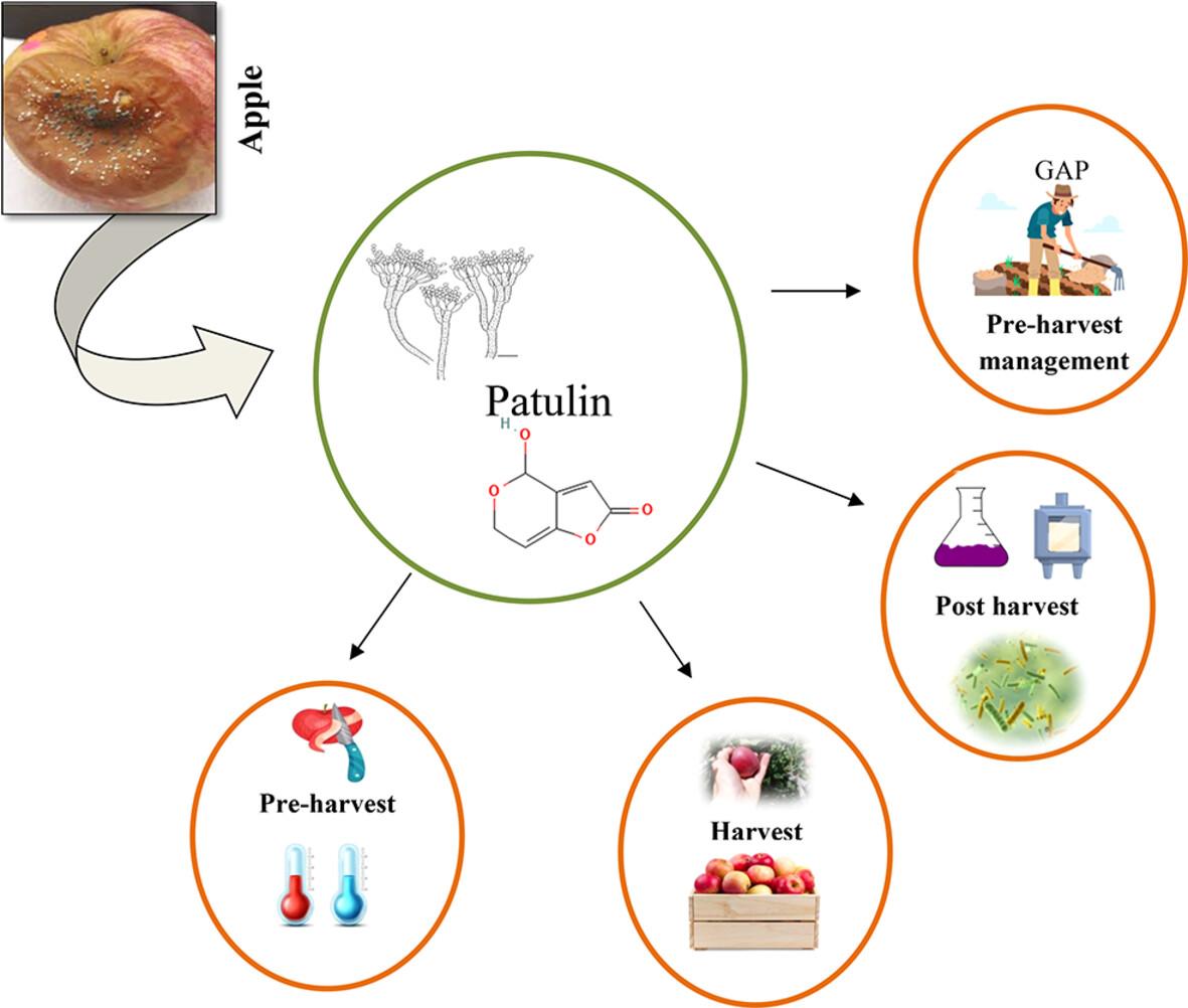 Emerging innovative pre- and post-harvest management practices to mitigate patulin-linked food safety risks in apple and its products