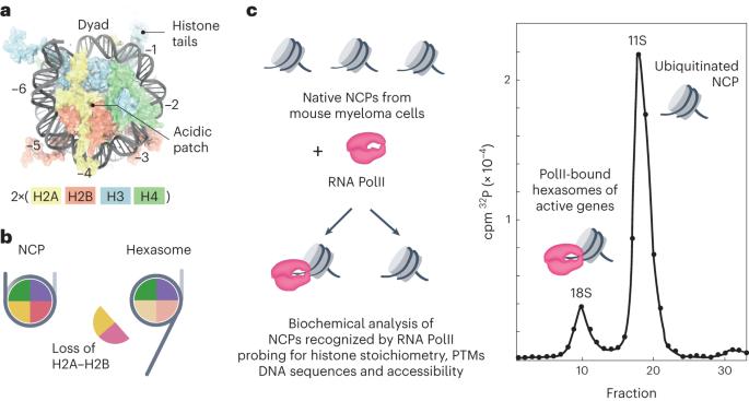 To slide or not to slide: key role of the hexasome in chromatin remodeling revealed