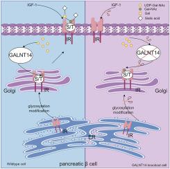 Polypeptide N-Acetylgalactosaminyl transferase 14 is a novel mediator in pancreatic β-cell function and growth