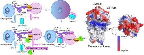 Myelin basic protein antagonizes the SARS-CoV-2 protein ORF3a-induced autophagy inhibition