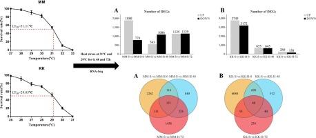 Transcriptomic profiling of the thermal tolerance in two subspecies of the bay scallop Argopecten irradians