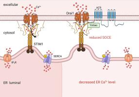 The A-kinase anchoring protein Yotiao decrease the ER calcium content by inhibiting the store operated calcium entry