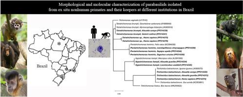 Morphological and molecular characterization of parabasilids isolated from ex situ nonhuman primates and their keepers at different institutions in Brazil