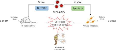 Selenium nanoparticles decorated with polysaccharides from Sargassum fusiforme protects against 6-OHDA-induced neurotoxicity in PC12 cells and rat model of Parkinson's disease