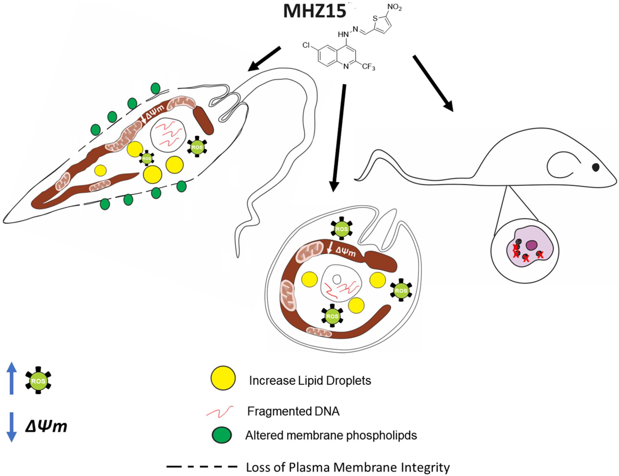 4-Quinolinylhydrazone analogues kill Leishmania (Leishmania) amazonensis by inducing apoptosis and mitochondria-dependent pathway cell death