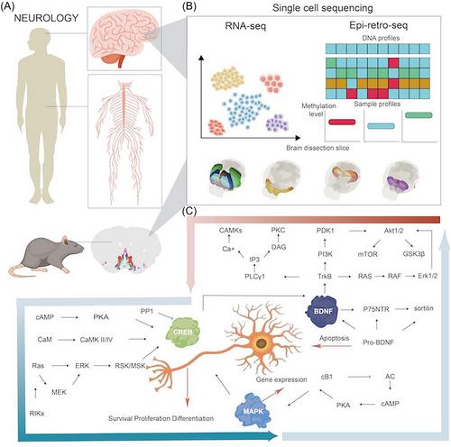 Single-cell and spatial alterations of neural cells and circuits in clinical and translational medicine