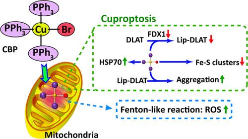 Antitumor Activity and Mechanistic Insights of a Mitochondria-Targeting Cu(I) Complex