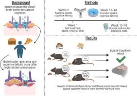 Excision of the endothelial blood–brain barrier insulin receptor does not alter spatial cognition in mice fed either a chow or high-fat diet