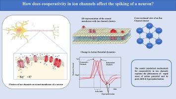 Investigating the role of axonal ion channel cooperativity in action potential dynamics: Studies on Hodgkin-Huxley's model