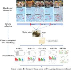 Whole transcriptome RNA sequencing provides novel insights into the molecular dynamics of ovarian development in mud crab, Scylla paramamosain after mating