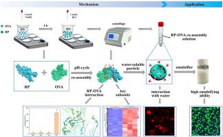 Mechanism of the solubility increase of rice protein-ovalbumin co-assembly and its great potential as an emulsifier in high internal phase emulsion