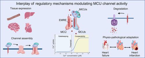 Unravelling the complexity of the mitochondrial Ca2+ uniporter: regulation, tissue specificity, and physiological implications