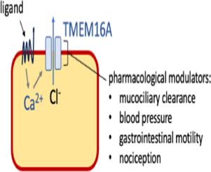 Anoctamin pharmacology