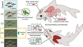 A non-microcystin-producing Microcystis wesenbergii strain alters fish food intake by disturbing neuro-endocrine appetite regulation