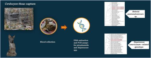 Phylogenetic inferences based on distinct molecular markers reveals a novel Babesia (Babesia pantanalensis nov. sp.) and a Hepatozoon americanum-related genotype in crab-eating foxes (Cerdocyon thous)