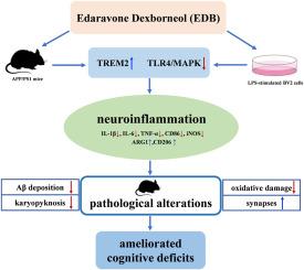 Edaravone Dexborneol ameliorates the cognitive deficits of APP/PS1 mice by inhibiting TLR4/MAPK signaling pathway via upregulating TREM2