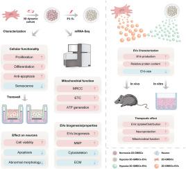 Three-dimensional dynamic culture and hypoxic preconditioning synergistically enhance the therapeutic effects of GMSCs on intracerebral hemorrhage