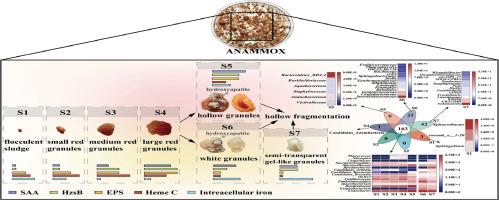 Diversity and dynamic response of anaerobic ammonia oxidation granular sludge