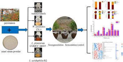 Changes of microbial communities and metabolites in the fermentation of persimmon vinegar by bioaugmentation fermentation