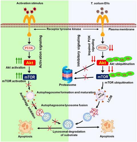 Taenia solium cysticerci's extracellular vesicles Attenuate the AKT/mTORC1 pathway for Alleviating DSS-induced colitis in a murine model