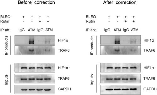 Correction to “Rutin is a potent senomorphic agent to target senescent cells and can improve chemotherapeutic efficacy”