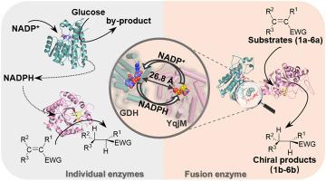 Asymmetric reduction of conjugated CC bonds by immobilized fusion of old yellow enzyme and glucose dehydrogenase