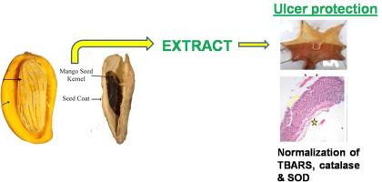 Amelioration of gastric ulcer using a hydro-alcoholic extract of Mangifera indica in Sprague Dawley rats by prevention of muco-oxidative stress