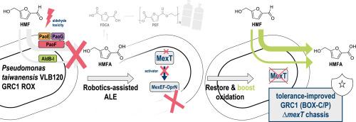 Improving 5-(hydroxymethyl)furfural (HMF) tolerance of Pseudomonas taiwanensis VLB120 by automated adaptive laboratory evolution (ALE)