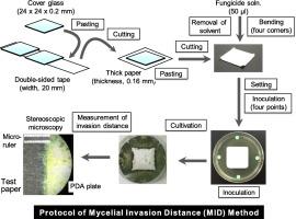 A novel procedure for the quantification of antifungal activity against filamentous fungi, mycelial invasion distance (MID) method