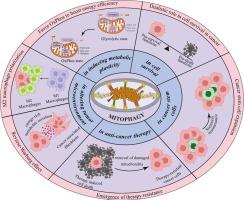 Mitophagy at the crossroads of cancer development: Exploring the role of mitophagy in tumor progression and therapy resistance