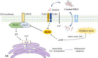 RGS2 attenuates alveolar macrophage damage by inhibiting the Gq/11-Ca2+ pathway during cowshed PM2.5 exposure, and aberrant RGS2 expression is associated with TLR2/4 activation