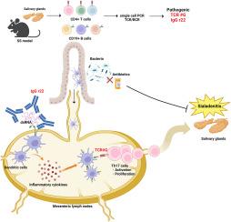 Reconstruction of Sjögren's syndrome-like sialadenitis by a defined disease specific gut-reactive single TCR and an autoantibody