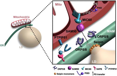 Emerging functions of the mitochondria–ER–lipid droplet three-way junction in coordinating lipid transfer, metabolism, and storage in cells